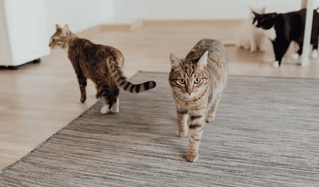 Cats on carpet.