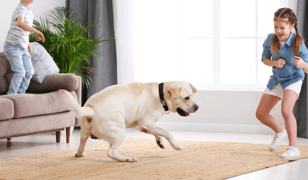 Dog on carpet.